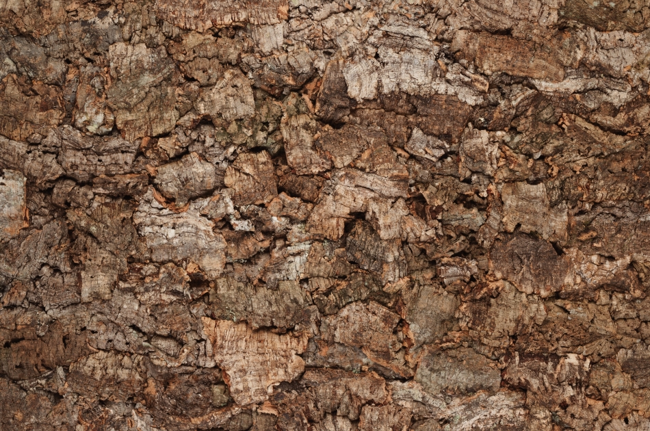 Bark
